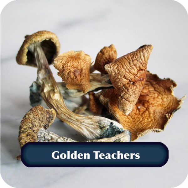 Golden teachers mushrooms capital herbs ottawa delivery